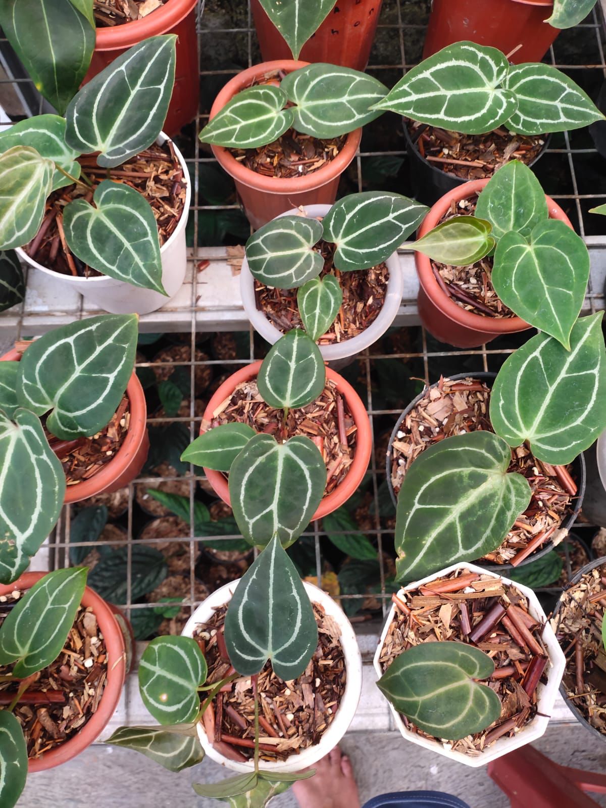 Anthurium "Minahasa" *Preorder* (5559P:G) | Rare Aroid