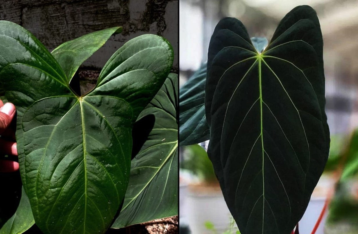 Anthurium papillilaminum × portillae Grower's Choice *Now In Stock* (5557P:G) | Rare Aroid