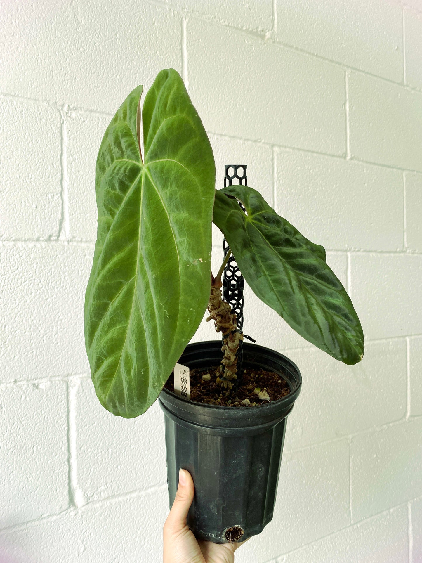 Anthurium Dark Phoenix XXL Mature (R1) | Exact Plant