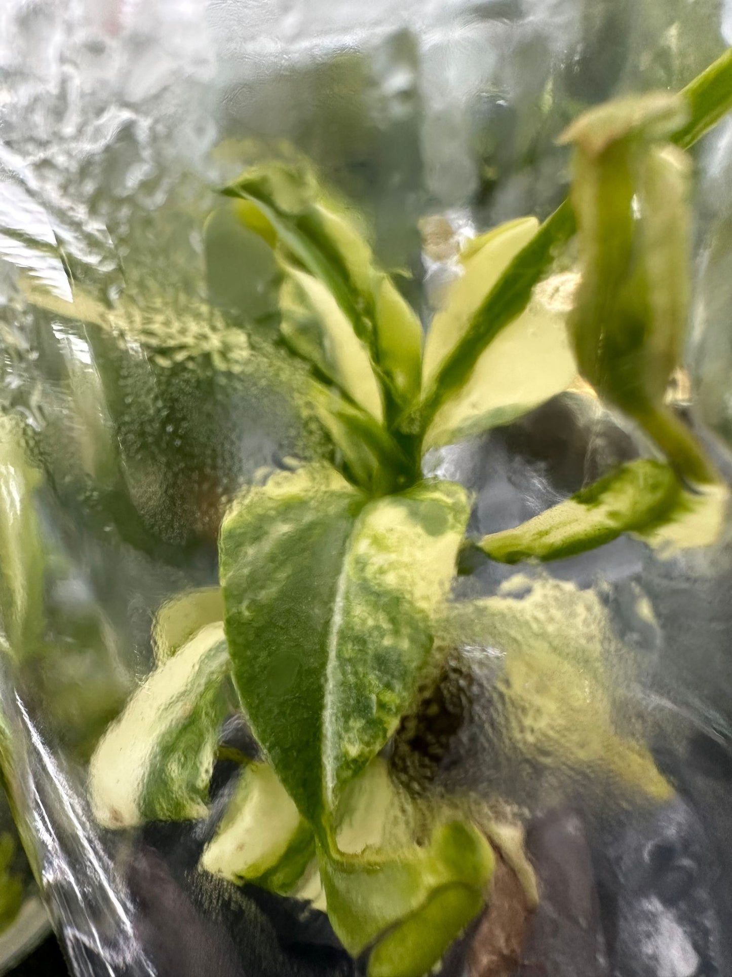 Nepenthes "St. Gaya" variegated TC Plantlet *Preorder* (3565P:2)