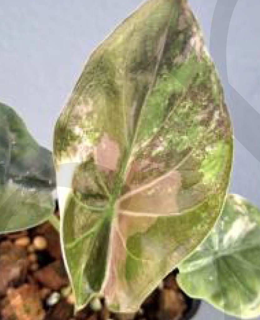 Alocasia wentii Aurea Pink Albo variegated *Preorder* (7636P:G)