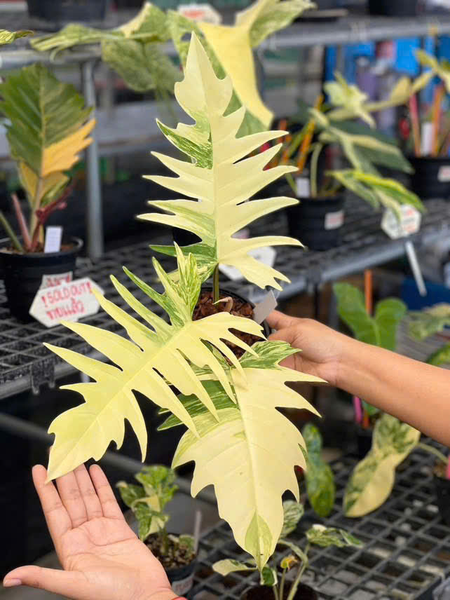 tc philodendron Philodendron "Florida Beauty" × tortum variegated TC Plantlet Grower's