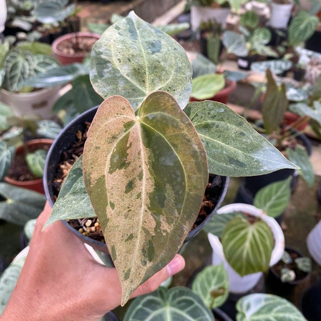 anthurium fire phoenix Anthurium Dark Phoenix variegated *Preorder* Acclimated 1.7"