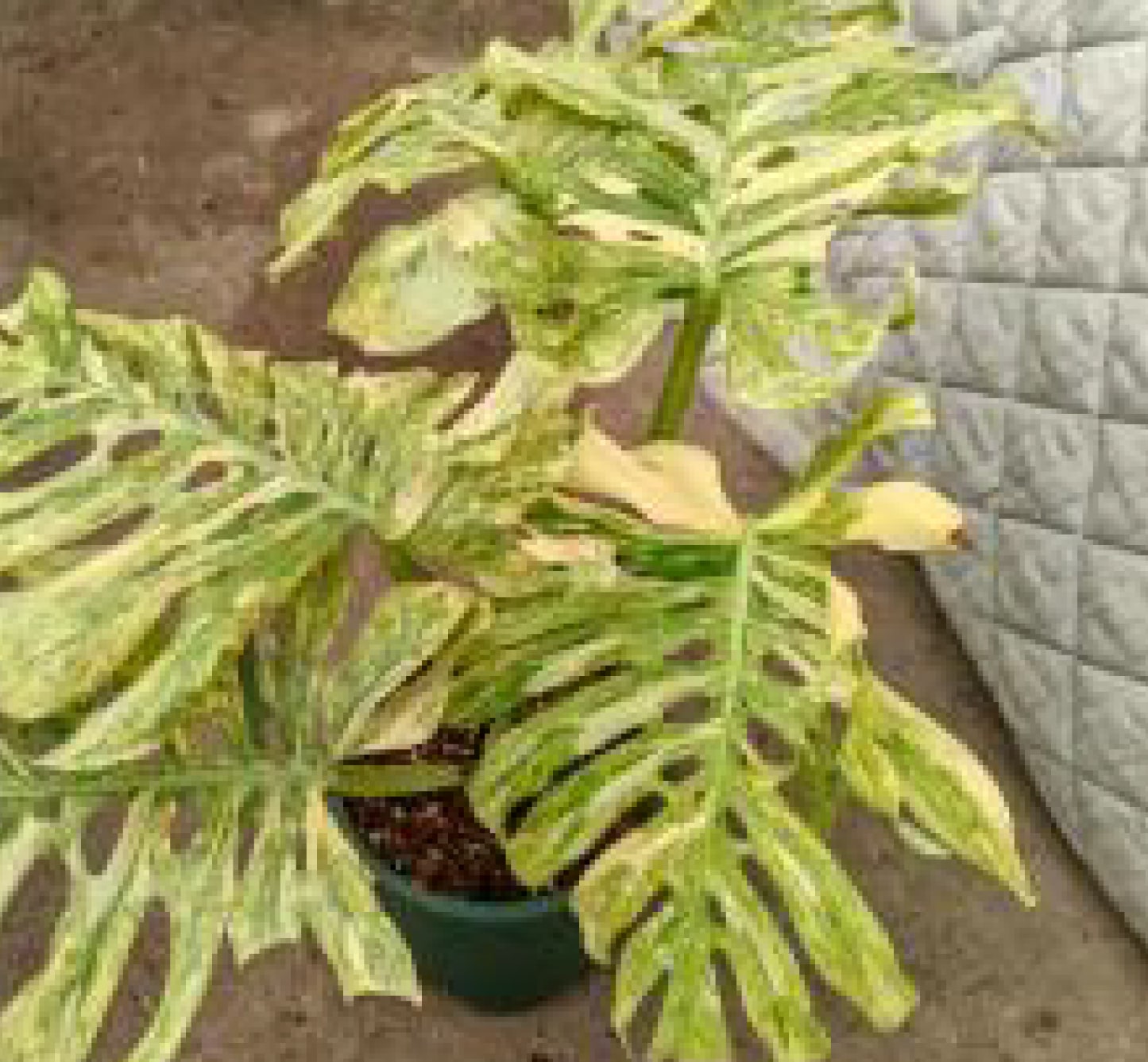 variegated monstera near me Monstera deliciosa Legacy variegated TC Plantlet *Preorder*
