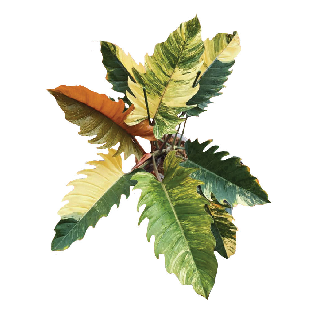 marble philodendron Philodendron Carmel Marble variegated / Caramel Marble TC Plantlet Grower's Choice *In Stock* In Vitro (In Stock)