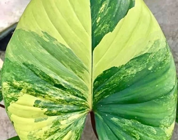 homalomena rubescens variegata Homalomena rubescens Aurea variegated TC Plantlet *Preorder* In Vitro (Premium Select)