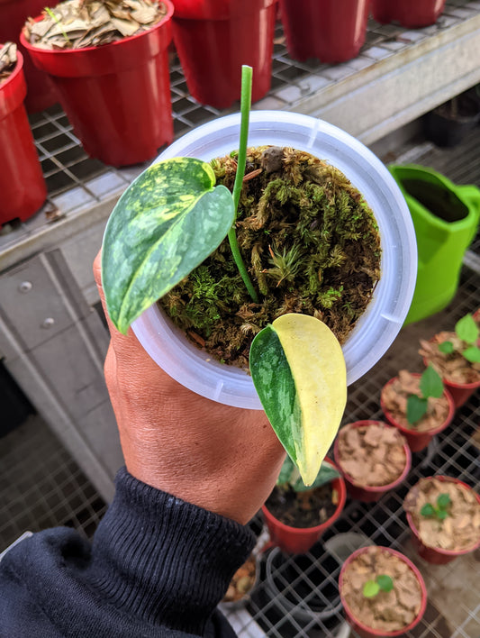 Scindapsus "Apolaki" variegated Small 1-3 leaf *Preorder* (6101P:2) | US-Based Seller | Rare Aroid