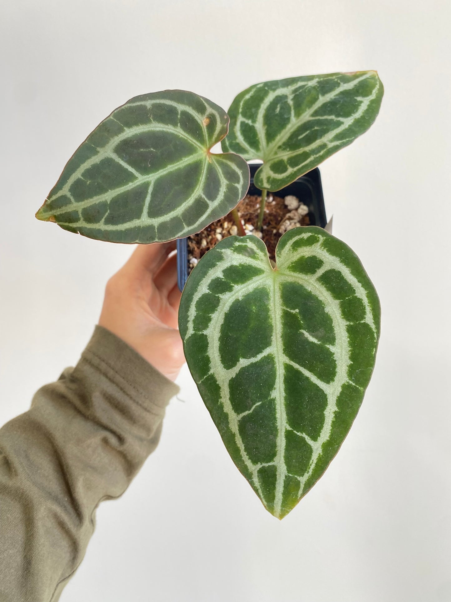 Anthurium "Minahasa" *Preorder* (5559P:G) | Rare Aroid