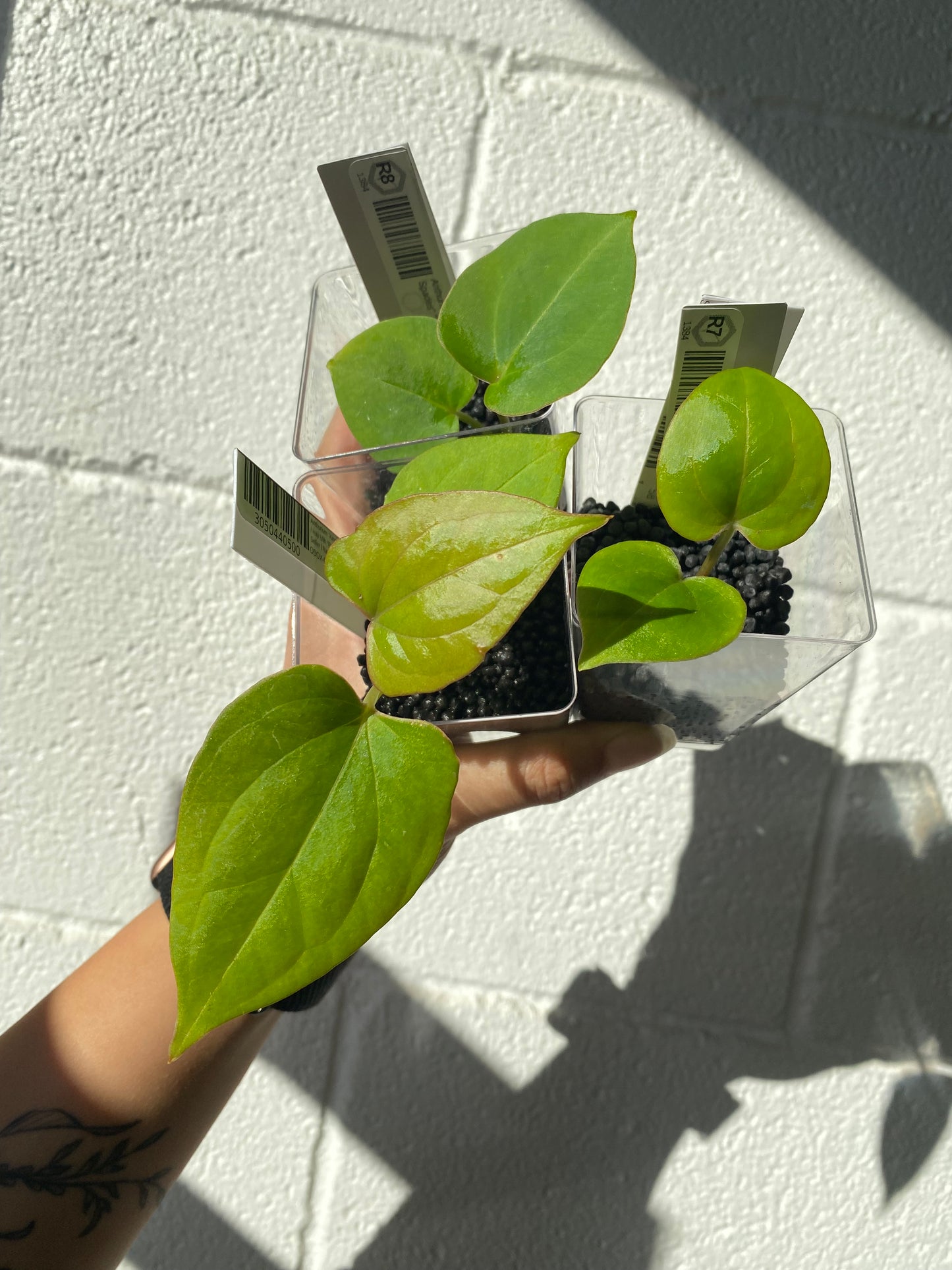 Anthurium "King of Spades" "Golden" *Preorder* (5558P:3) | Rare Aroid