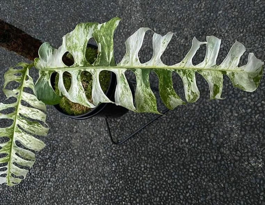 Epipremnum "Bali Hanoman" variegated TC Plantlet *Preorder*