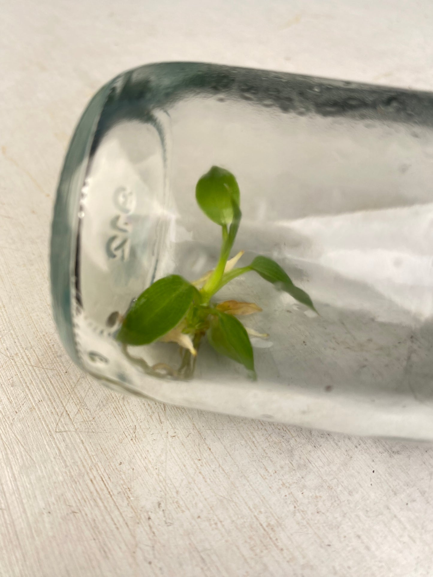 Philodendron spiritus-sancti *Preorder* (3230P:3) | Rare Aroid