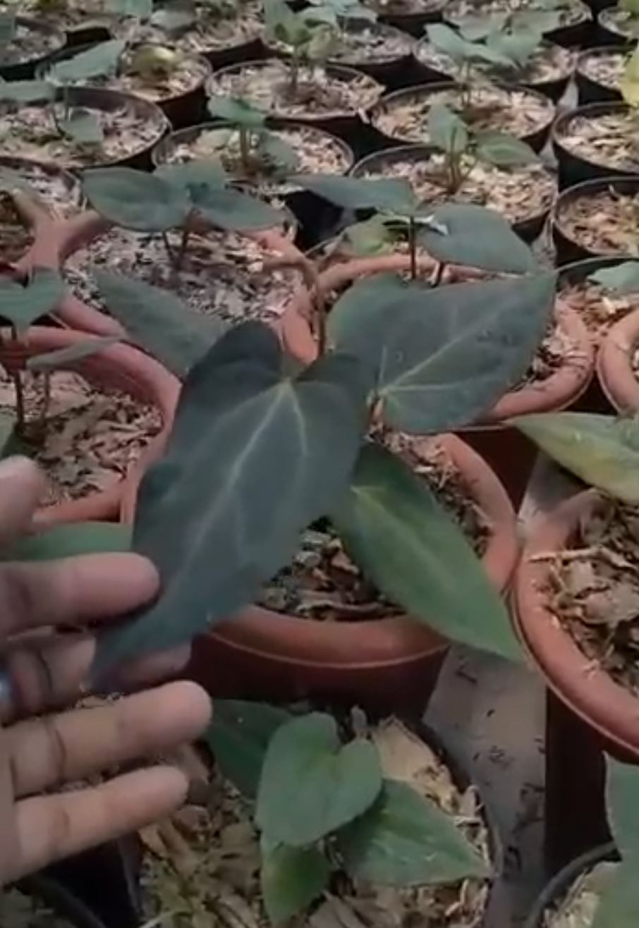 Anthurium "Red Crose" Grower's Choice *Now In Stock* (5888P:G) | Rare Aroid