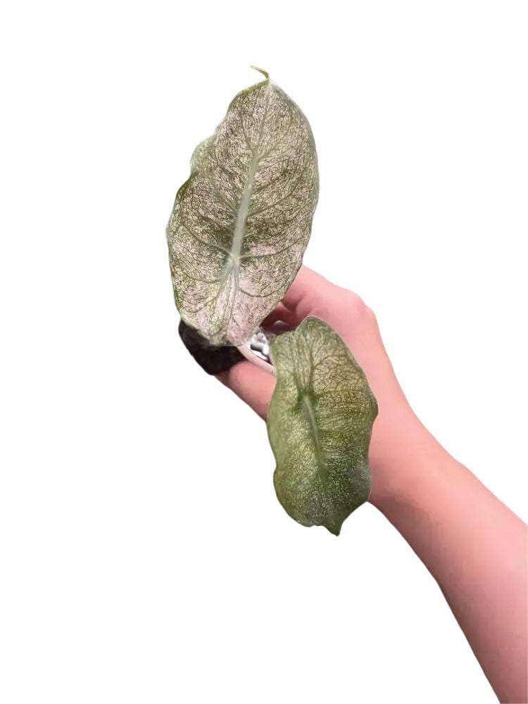 Alocasia calidora Stardust Mint Pink Dragon variegated TC Plantlet *Preorder* 10-Pack In Vitro ($74 ea.)