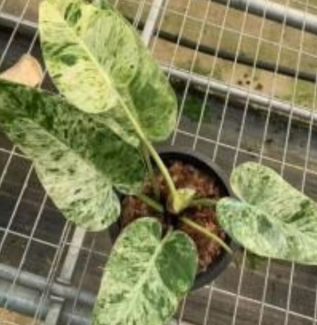 blizzard philodendron Philodendron giganteum "Blizzard" variegated TC Plantlet Grower's Choi