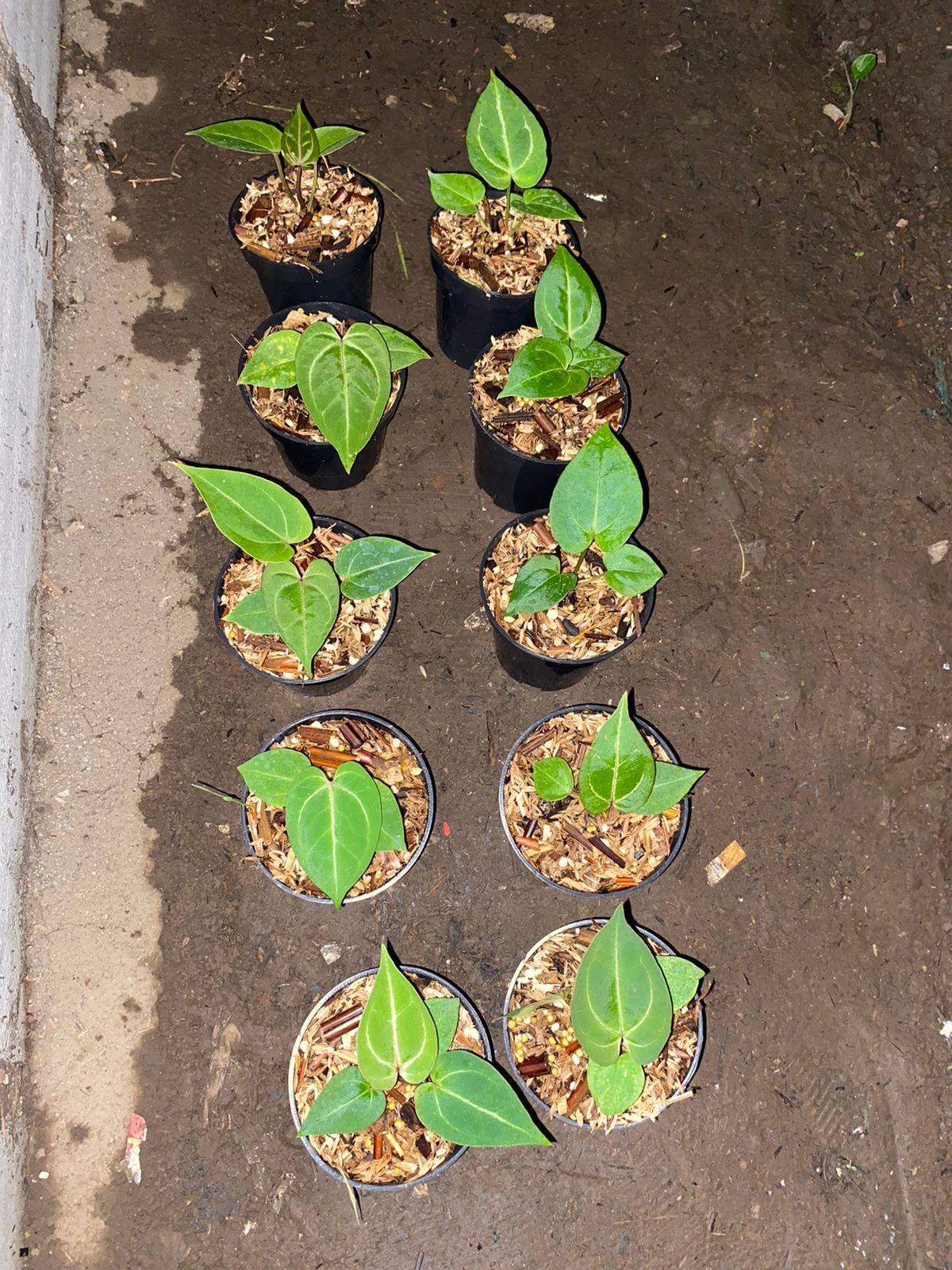 Anthurium "Red Java" Small Size Grower's Choice *Now In Stock* (5887P:G) | Rare Aroid