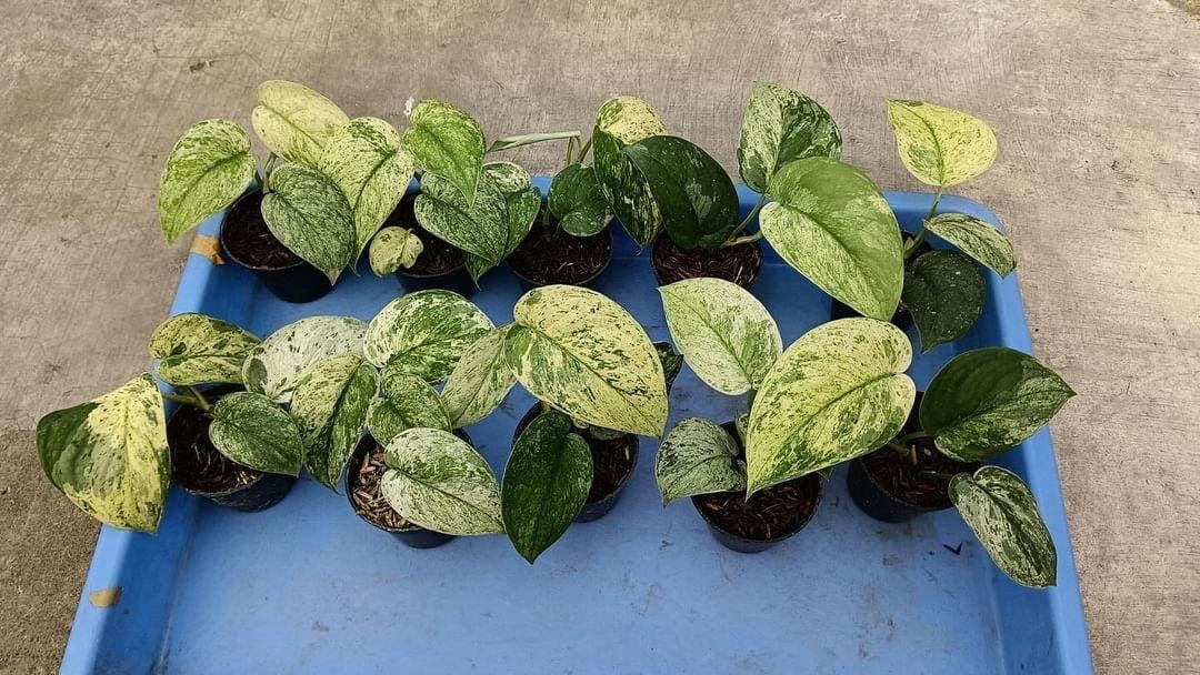 pothos cream Scindapsus “Cream Blue” variegata variegated Grower's Choice *In Stock* Acclimated (In Stock)