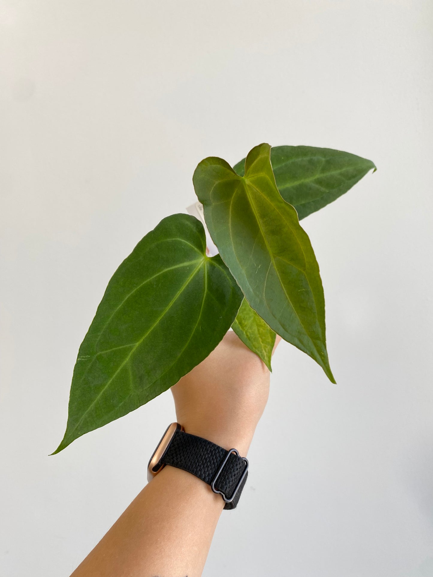 Anthurium "Shadow Azure" Grower's Choice *Now In Stock* (5451P:G) | Rare Aroid