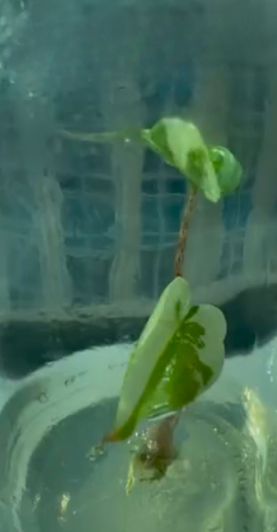 stingray philodendron Alocasia Stingray Aurea variegated TC Plantlet *Preorder* (6285P:2)
