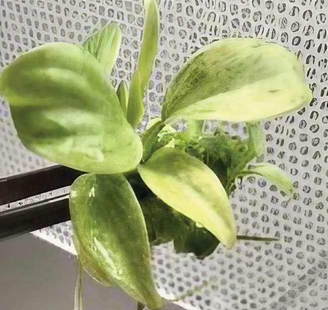 philodendron boogie Philodendron Jungle Boogie | Houseplant main image 1