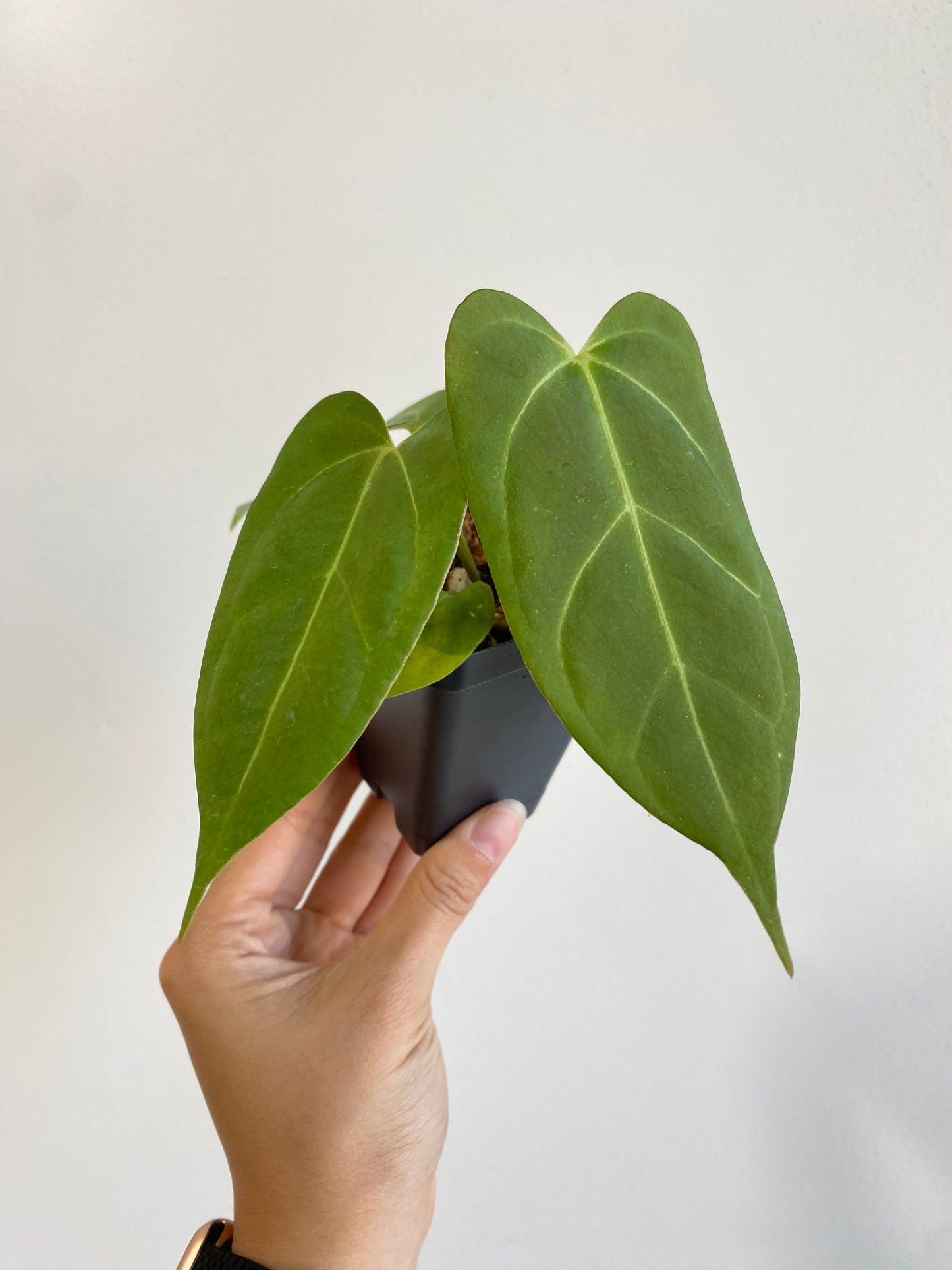 Anthurium papillilaminum Grower's Choice *Now In Stock* (5453P:G) | Rare Aroid