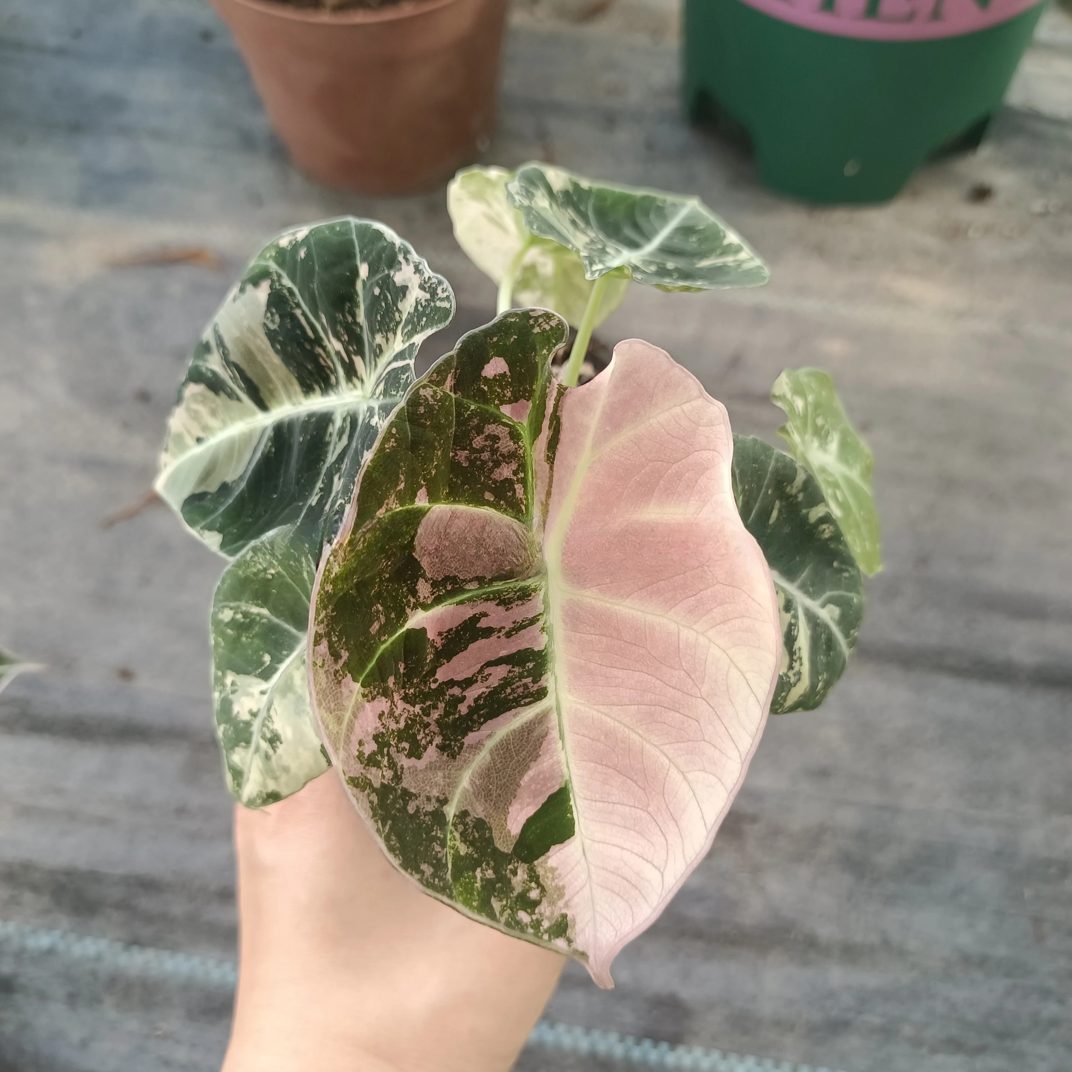 Alocasia reginula 