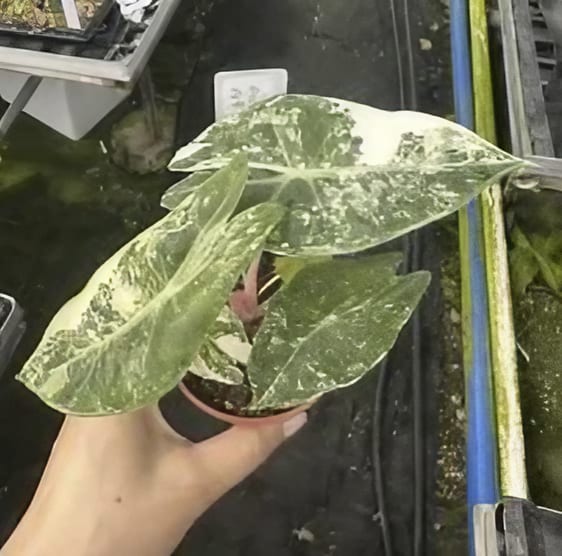 indoor plants nairobi Alocasia 