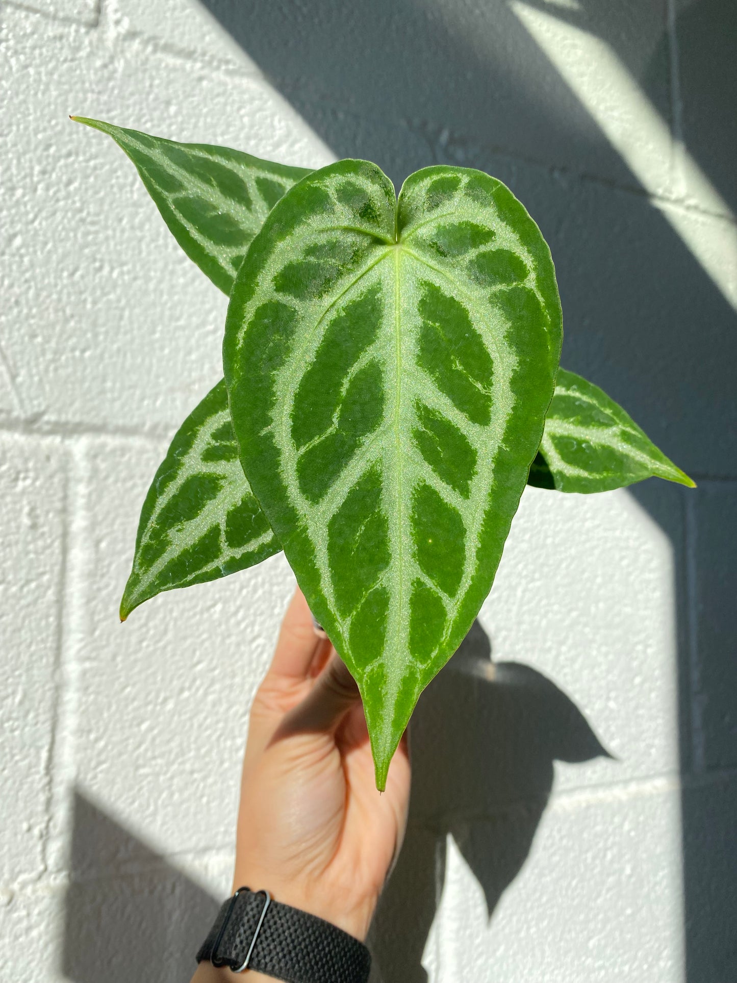 Anthurium "Silver chrome" × warocqueanum *Preorder* (5552P:G) | Rare Aroid