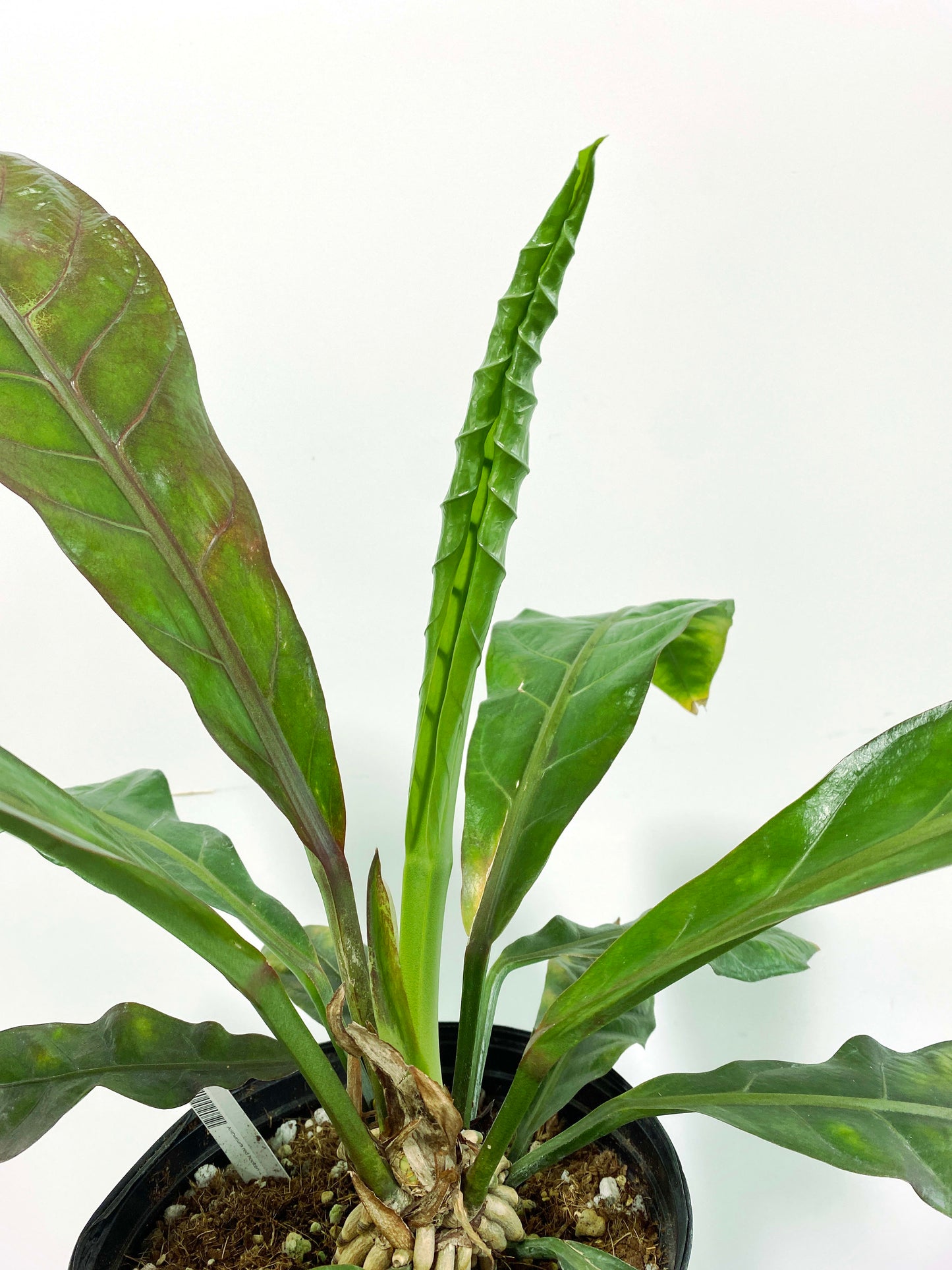 Anthurium red hookeri XXL (C1) | Exact Plant