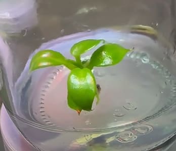 Philodendron spiritus-sancti *Preorder* (3230P:3) | Rare Aroid