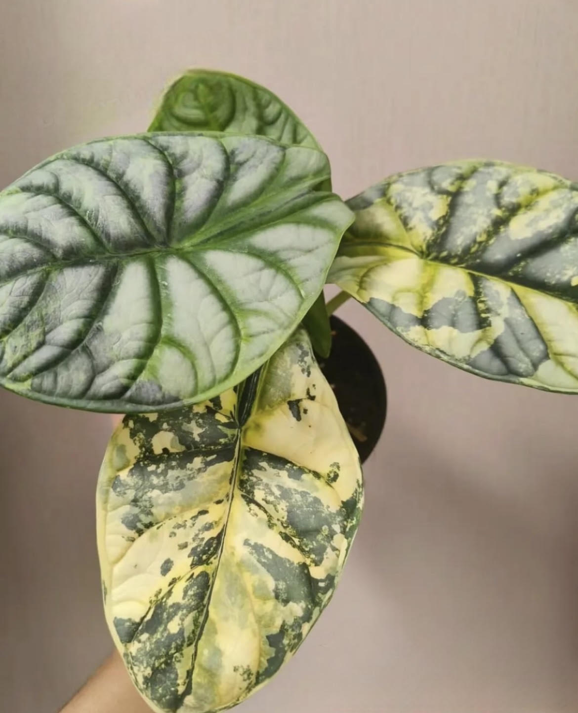amydrium variegata Amydrium Zippelianum Variegated 4”