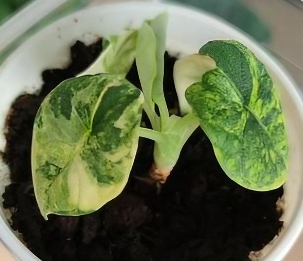 tri color pothos Alocasia melo Tri Color variegated TC Plantlet Grower's Choice *In Stock*