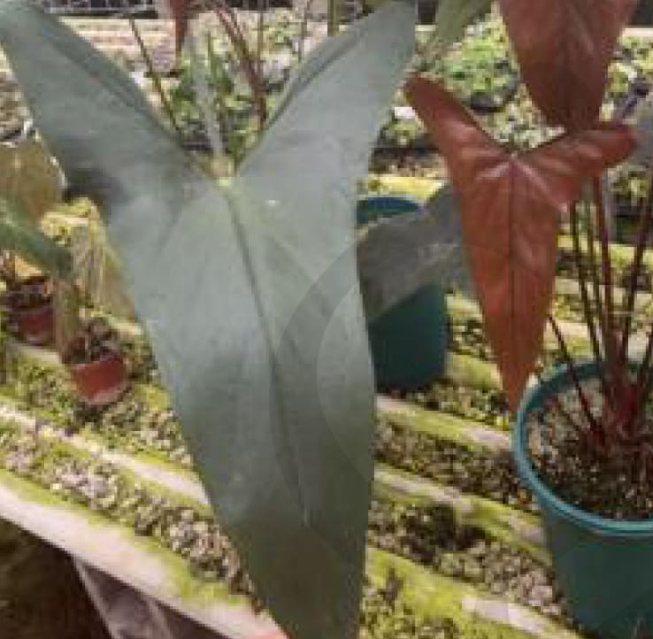 Anthurium sp. Napo *Preorder* In-Vitro Single (deflasked)