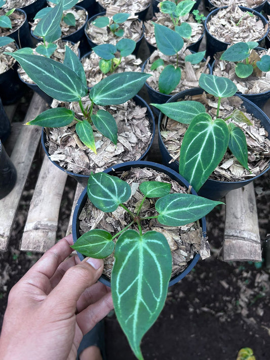 Anthurium crystallinum × warocqueanum Grower's Choice *Now In Stock* (5385P:G) | Rare Aroid