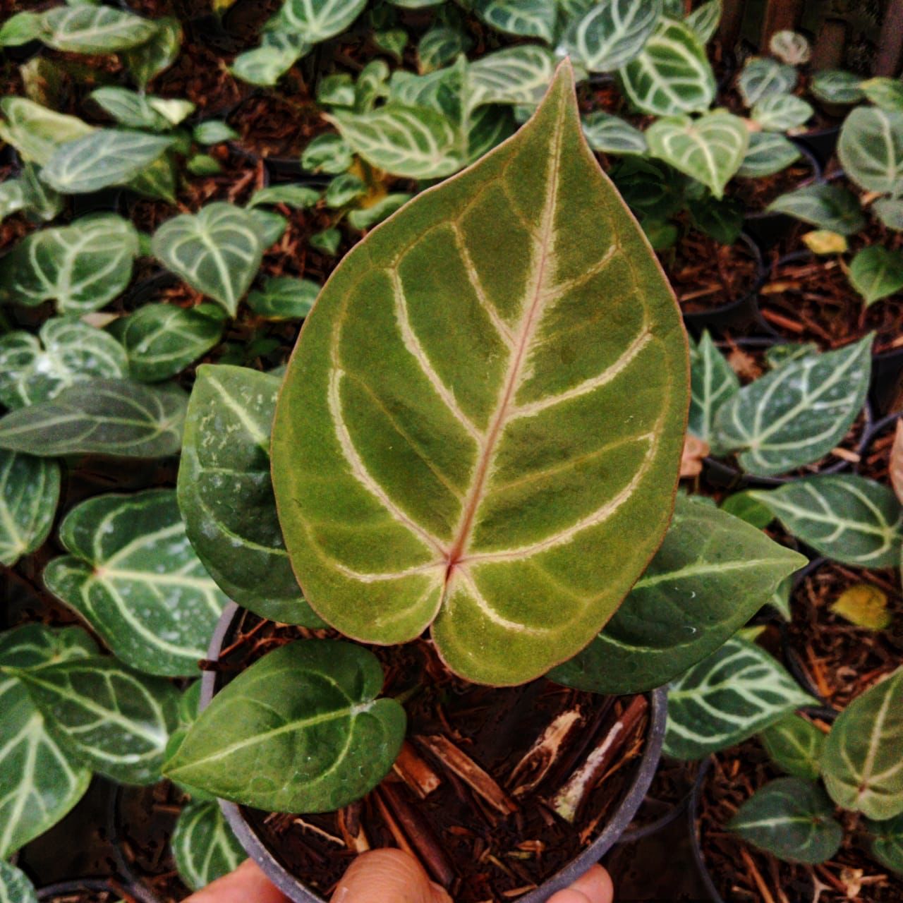 Anthurium "Dorayaki MBR" × "Red Crystallinum" MD Grower's Choice *Now In Stock* (5797P:G) | Rare Aroid