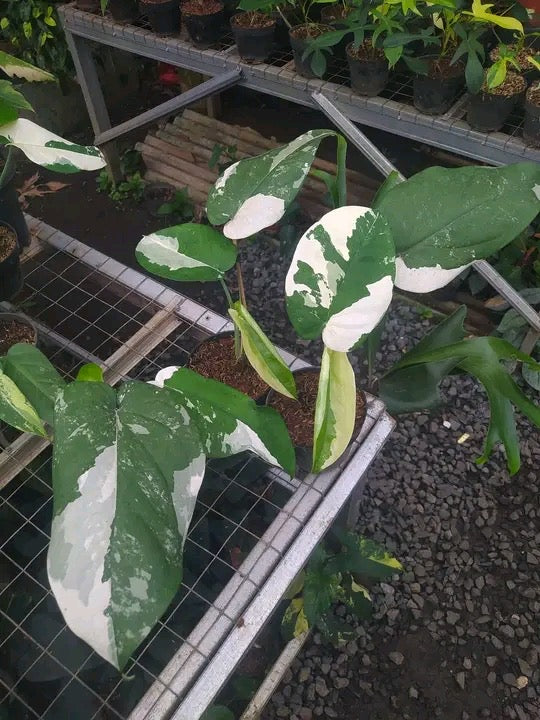 Syngonium chiapense variegated *Preorder* (5963P:3) | Rare Aroid