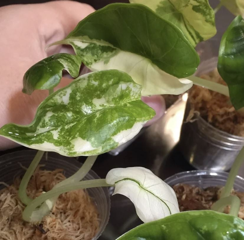 Alocasia "Dragon Scale" variegated TC plantlet *Preorder* (5415P:2)