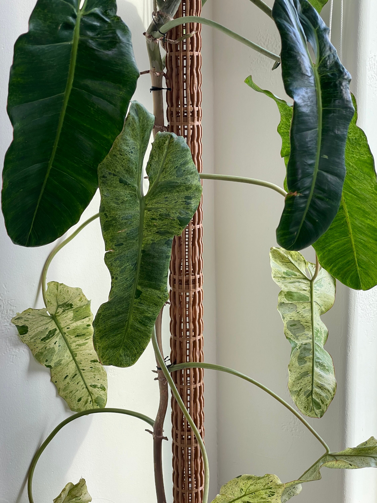 2.0″Φ/Large Pro Series Plant Poles: Enhance Your Space with the Ultra-Sturdy Extendable Boho Designer Moss Pole by OrchidBox