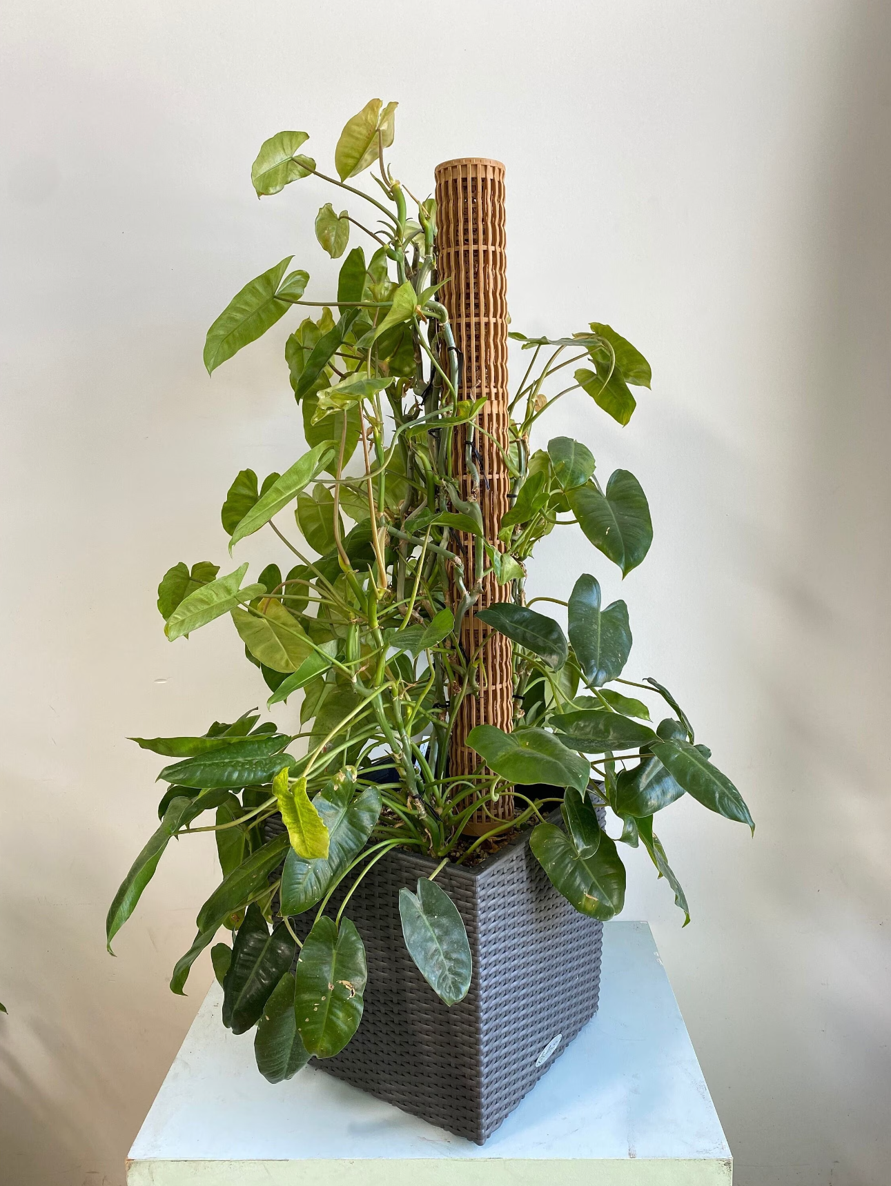 3.0″Φ/XL Pro Series Plant Poles: Enhance Your Space with the Ultra-Sturdy Extendable Boho Designer Moss Pole by OrchidBox