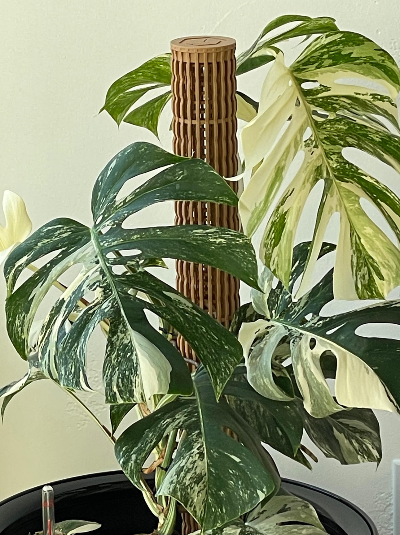 3.0″Φ/XL Pro Series Plant Poles: Enhance Your Space with the Ultra-Sturdy Extendable Boho Designer Moss Pole by OrchidBox