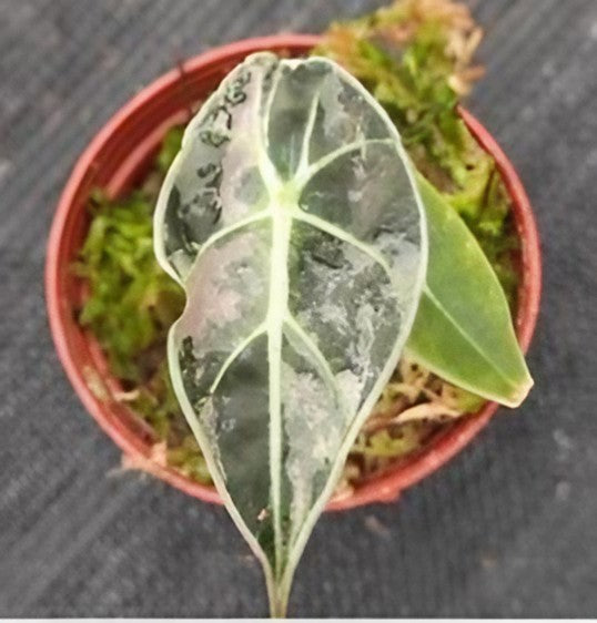 Alocasia watsoniana Albo aurea mix variegated TC Plantlet Grower's Choice *Now In Stock* (6980P:3) Acclimated (Premium) (may add 4-8 wks)