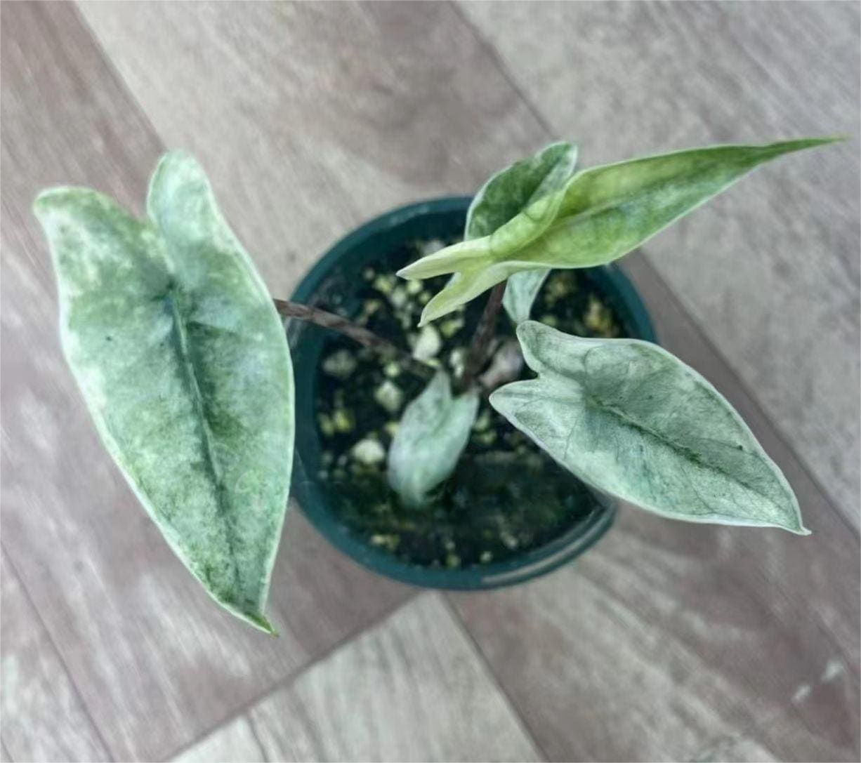 alocasia zebrina panaschiert Alocasia zebrina 