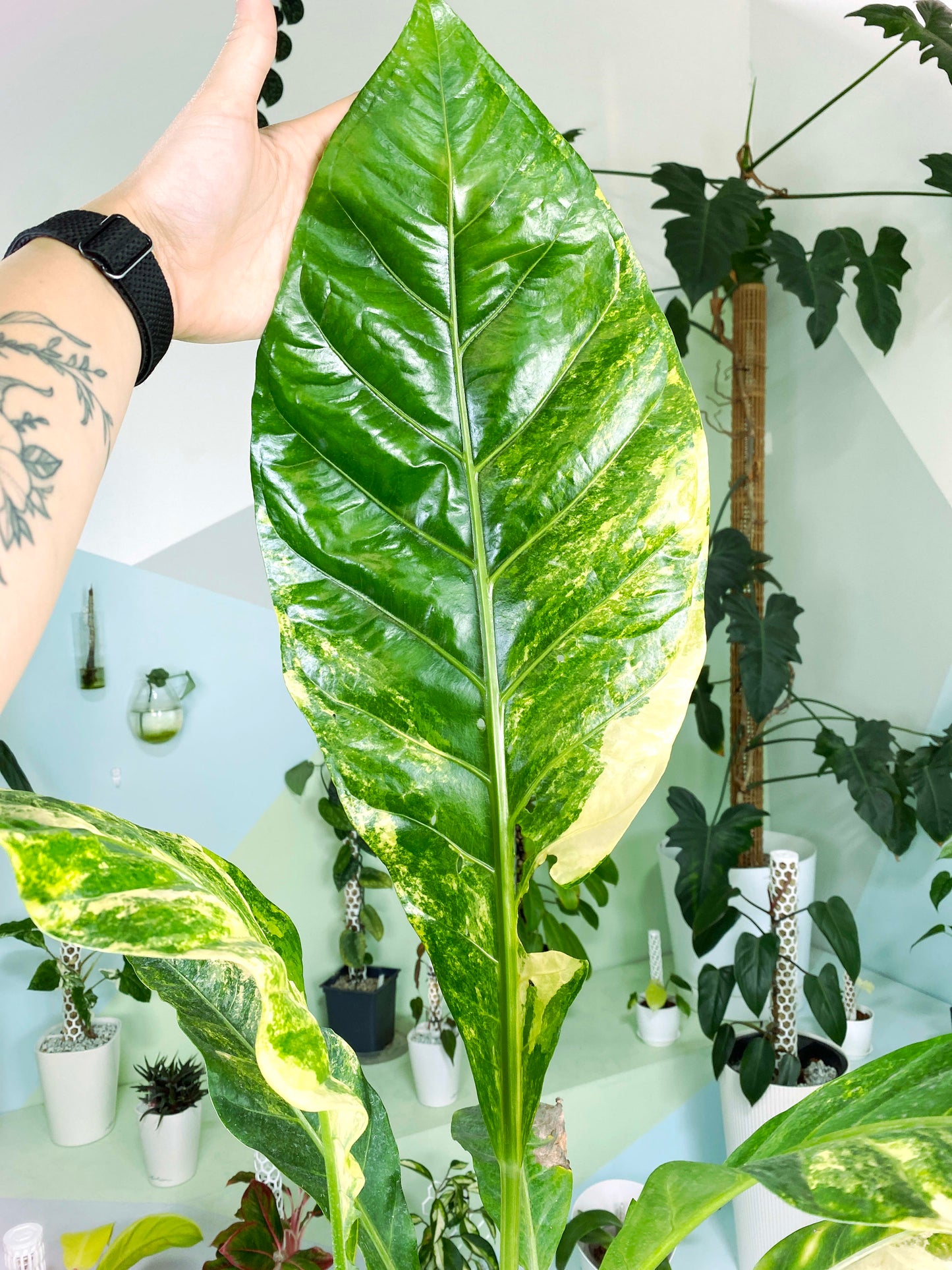 Anthurium Green Beauty variegata XXL (Z1) | Exact Plant