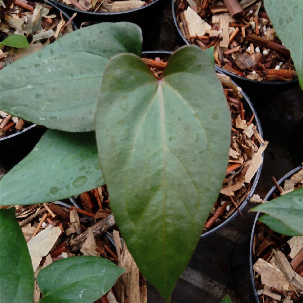 Anthurium papillilaminum "Red Stem" *Preorder* (5643P:G) | Rare Aroid