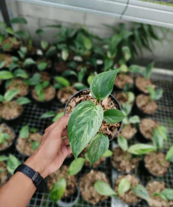 Scindapsus "Blue Albo Salaka" variegated Grower's Choice *Now In Stock* (5654P:G) | Rare Aroid