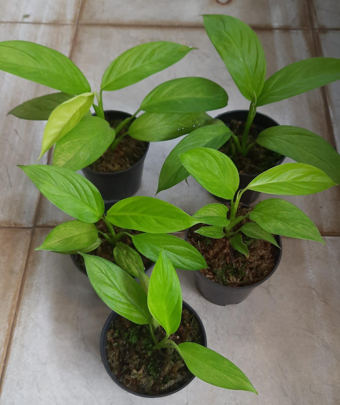 Scindapsus longistipitatus green form *Preorder* (6680P:G) | Rare