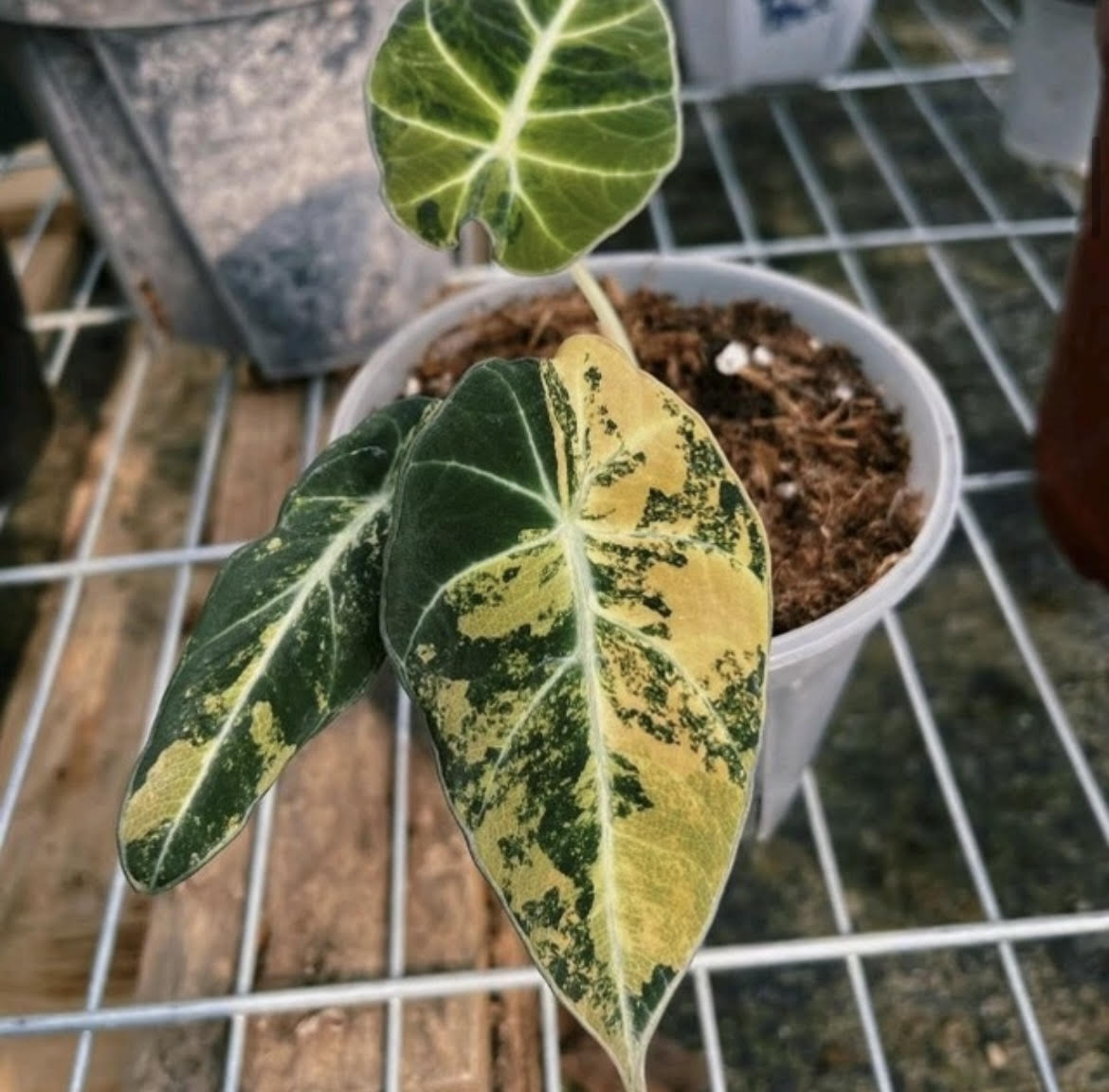Alocasia 