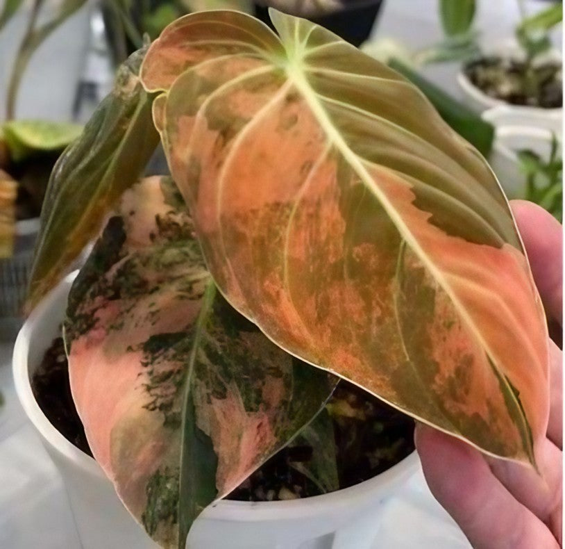 Philodendron melanochrysum variegated TC Plantlet Grower's Choice *In –  OrchidBox