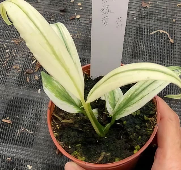 amplissimum variegata Epipremnum amplissimum 