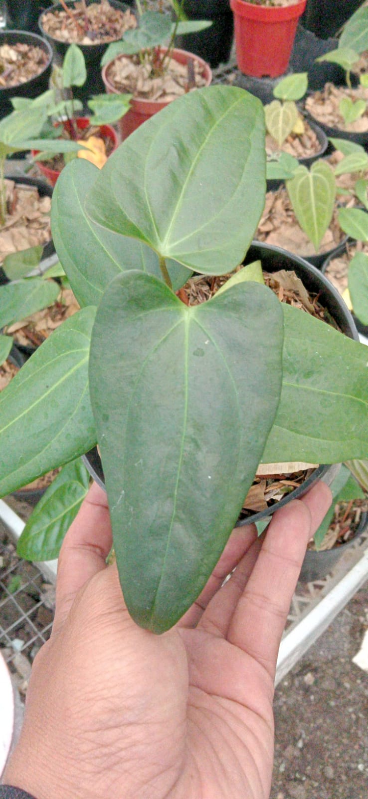 anthurium indonesia Anthurium portillae Indonesian Form Grower's Choice *In Stock*