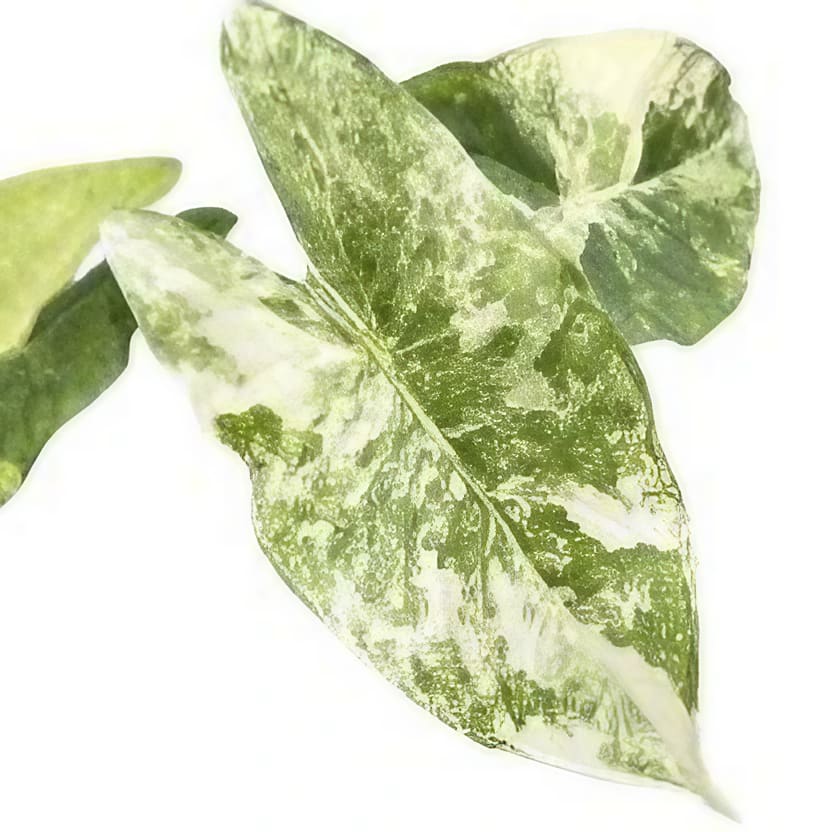 Alocasia fornicata variegated TC Plantlet *Preorder* Acclimated (Premium)